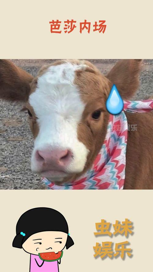 娱乐吃瓜酱搞笑